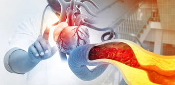 Ab wann ist Cholesterin wirklich ein Problem? Revigena erklärt’s verständlich